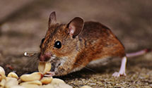 24 Hour & Emergency Exterminators in Swarthmore, PA